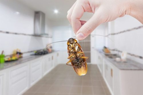 Csótány a konyhában alapcsomag