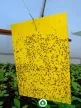 Bio Plantella Sárga lap - 10 db - légycsapda - rovarcsapda
